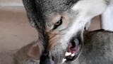 [Anjing Serigala Ceko] Ayah yang penyayang langsung berubah menjadi raja serigala