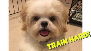 Borgy the Shih Tzu's Early Morning Training