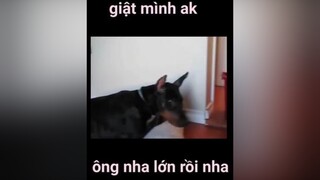 hàihướcvuinhộn hàihướcvuivẻ hàihuoc hàitiktok giaitri giaitritiktok giaitritonghop giaitriviet24h xuhuong xuhuongtiktok