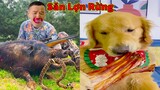 Thú Cưng TV | Tứ Mao Đại Náo #59 | Chó Golden Gâu Đần thông minh vui nhộn | Pets cute smart dog