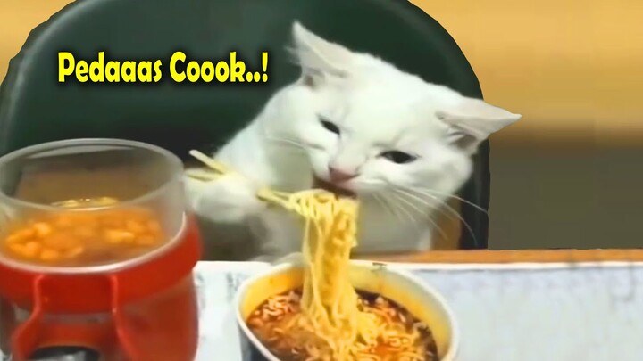 MOMEN LUCU KUCING MAKAN MIE PAKE SUMPIT PINTER BANGET -- Video Kucing Lucu Bikin Ngakak