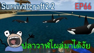 จับปลาวาฬเพชฌฆาตฝูงใหญ่ แปลกใจโผล่มาจากไหนหนึ่งตัว | survivalcraft2.2 EP66 [พี่อู๊ด JUB TV]