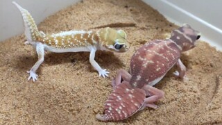 Gecko yang Menari Tango