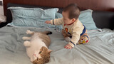 [Cats] Baby Plays With The Pet Cat