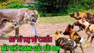 🔴 Những Màn Phản Công, Thoát Thân Kinh Điển Và Điên Rồ Nhất Trong Thế Giới Động Vật Phần 3