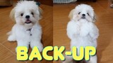 Borgy the Shih tzu Puppy Learns How to Back-up