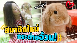 ไปรับสมาชิกใหม่!? กระต่ายน้อยฮอลแลนด์ ลอป (ทำไมน้องตัวนุ่มนิ่มขนาดนี้ ฮาๆ!!)