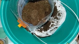 How to grow cucumber seed the easy way