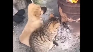 猫 ：我不管！！我就是要烤火！！！