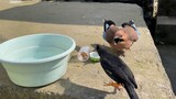 A jay hides behind the owner after being bullied by a small bird