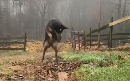 Semua anjing asli Tiongkok memiliki keahlian khusus