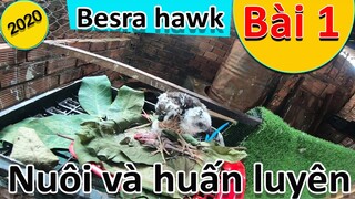 [Hùng Hunter]- Chăm sóc và huấn luyện besra hawk ( bài 1).