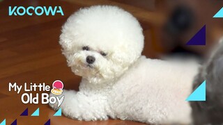 Byung Ok's dog is not impressed with him l My Little Old Boy Ep 313 [ENG SUB]