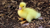 Cute Duckling - Funniest Baby Ducks Videos Compilation 2018
