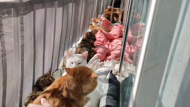 Thú cưng đáng yêu| Nhận nuôi 62 bé mèo hoang thích tắm nắng trên cửa sổ