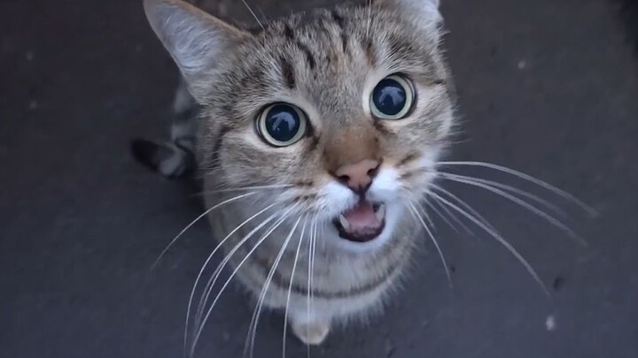 Aku bertemu kucing di pinggir jalan yang meminta makan!