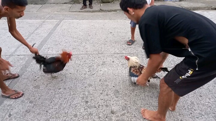 Mitra Vs Red Rooster