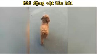 Khi động vật tấu hài