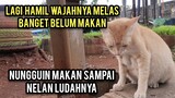 Kucing Hamil Minta Makan Sampai Nelen Ludah Karna Lapar..!