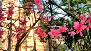 Cherry Blossoms in Taichung City.