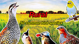 [Động vật]50 kiểu chim hót ở vùng nông thôn