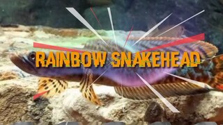 rainbow snakehead