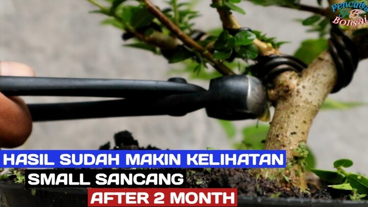 Semakin jelas mau seperti apa bentuknya//Sancang Small