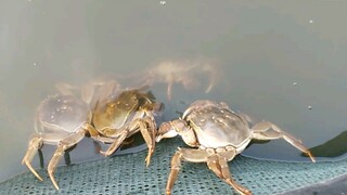 Ăn cua mỗi ngày