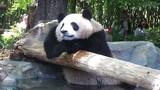 Bathing Panda