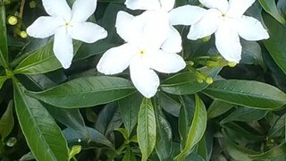 ufsghcxx