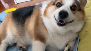 [Động vật]Cho chú chó Corgi đáng yêu của tôi ăn