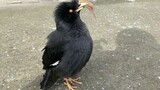 Feeding Crested Myna Bird