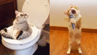 Funniest Animals | Funny Dog And Cat | Funny Animals Video #45