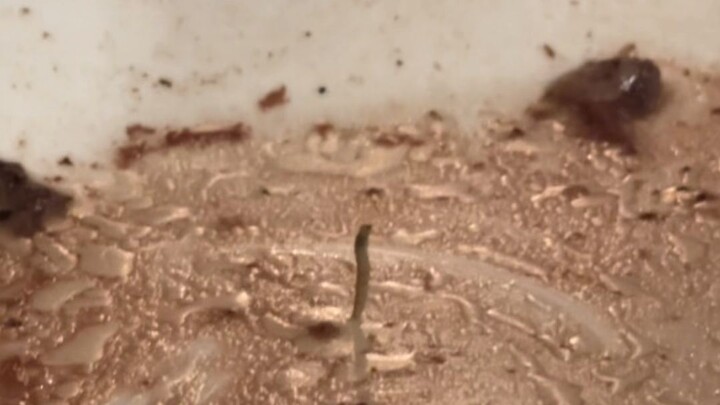 Dancing worm 🐛