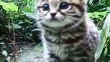 非洲草原杀伤力最强的小猫咪-黑足猫