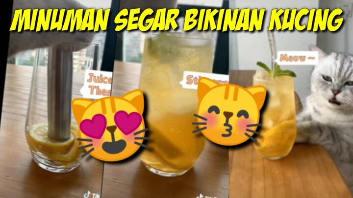 MINUMAN SEGAR BIKINAN KUCING LUCU YANG MEMBUAT CAT LOVERS HAUS 😻😻