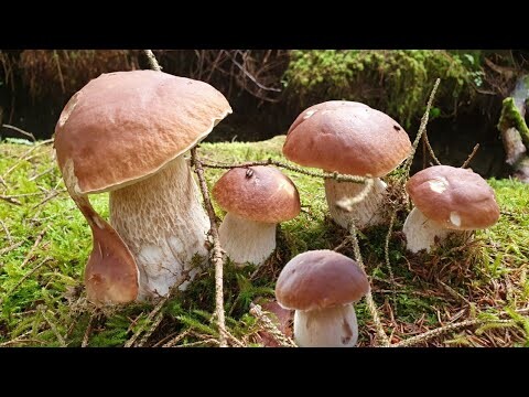 เก็บเห็ดผึ้งหวาน นอร์เวย์ เยอะจนเก็บไม่หมด | Picking Penny Bun / Porcini / King Bolete | Steinsopp