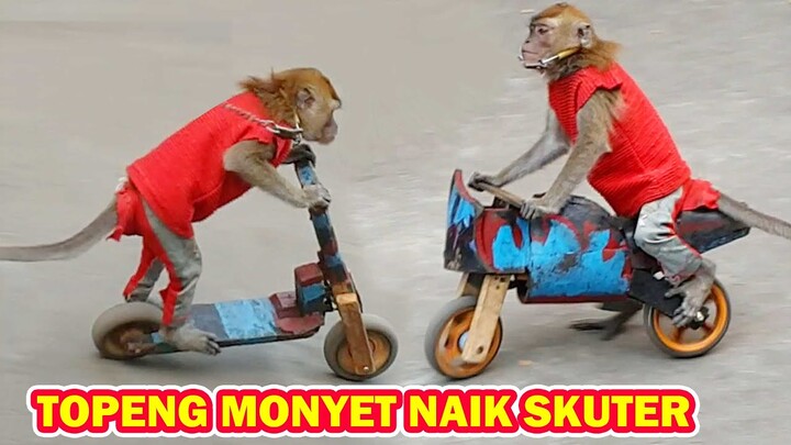 Topeng Monyet Lucu ❤️ Funny Monkey 2020