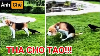 Những Video Hài Hước Nhất Tiktok (P 2)