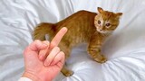 Angry 😾 - วิดีโอปฏิกิริยาแมวตลก ซุปเปอร์แคทส์