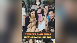 Tiến Pet giao chó Poodle và hướng dẫn khách tận nhà tuitienpet petonesaigon petnhatrang dcgr