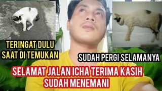 Selamat Jalan Kucing Icha Terima Kasih Selama Ini Sudah Menghibur kami 😭