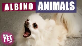 Weird Albino Animals 🤔 | Funny Animal Compilation