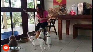 feeding of my cute doggies