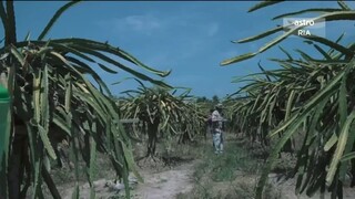 Patah sayap bertongkat paruh Episod 12