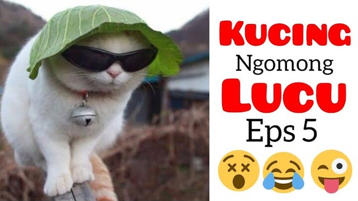 Kucing lucu bikin ngakak|video lucu kucing ngomong #5