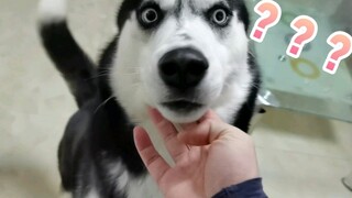 Bagaimanakah Reaksi Husky Terhadap Tamparan Mendadak?