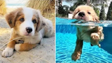 OMG CUTE BABY ANIMALS Videos Compilation CUTEST โมเมนต์ของสัตว์ 🐶 ลูกสุนัขน่ารัก 31
