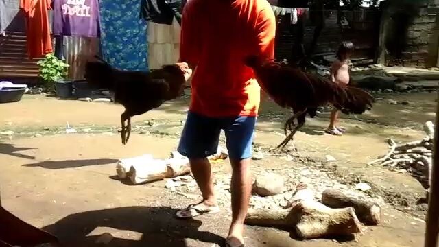 hen fight