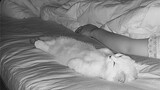 猫咪板板正正睡姥姥身边，姿势一模一样网友看呆：怎么做到的？